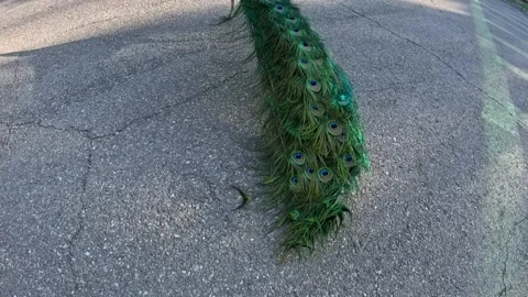 Peacock Tail Feather While Walking Stock Footage 236875453