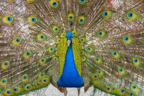 Peacock with tail feathers flared 스톡 사진
