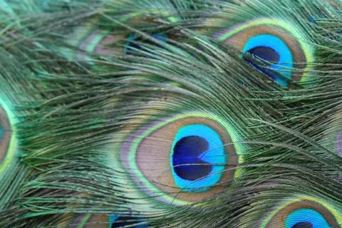 Peacock tail feathers Stock Photos