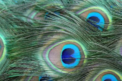 Peacock Tail Feathers Foto stock