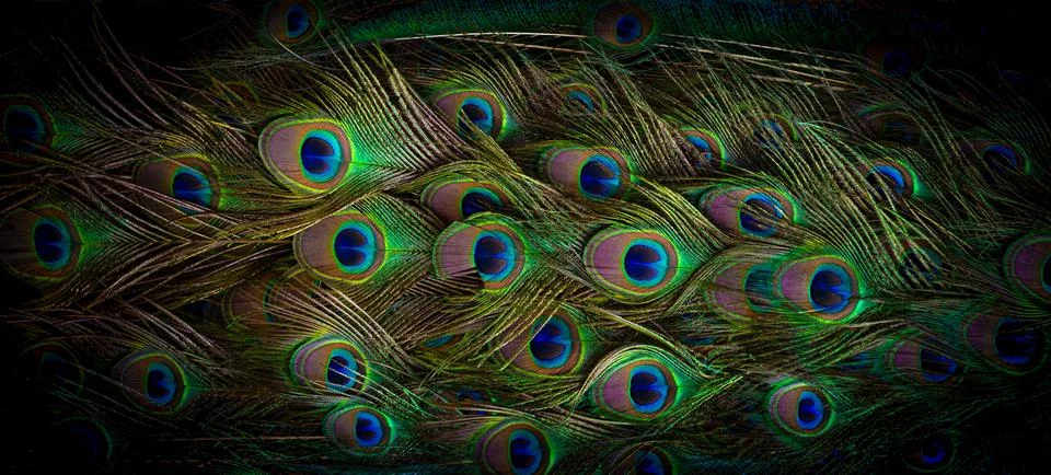 Peacock tail feathers Stock Photos