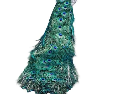 Peacock tail feathers on a white background Stock Photos