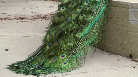 Peacock Tail Stock-Footage 37164514