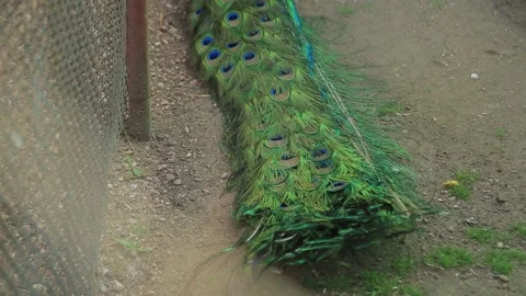 PEACOCK TAIL Stock Footage 158049977