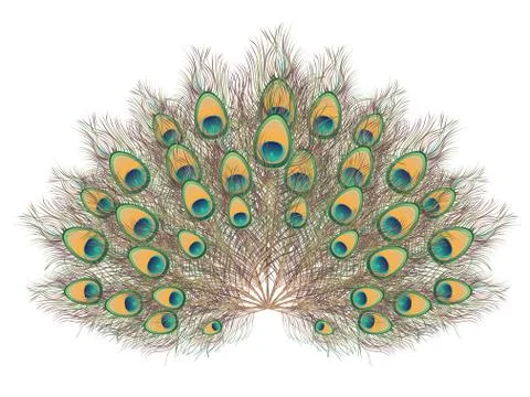 Peacock Tail Illustration Ilustración de archivo
