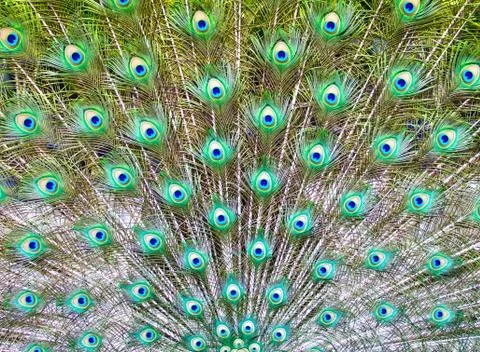 Peacock tail Stock Photos
