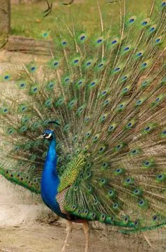 Peacock with tail. Stock Photos