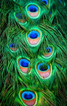 Peacock tail Stock Photos