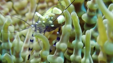 Peacock Tail Shrimp on Anemone Stock Footage 142553835