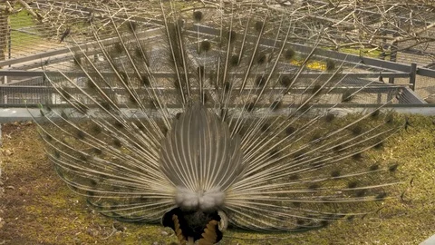Peacock tail spread from back, slowly turns around Stock Footage 105363661