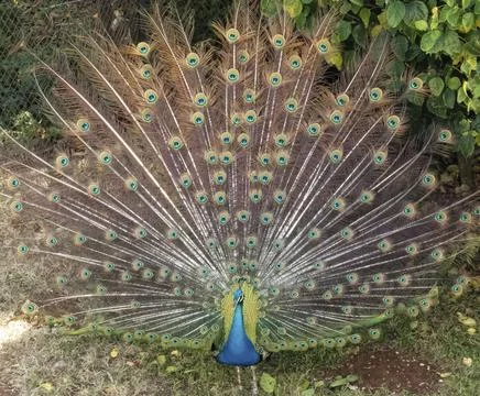 Peacock with tail spread out displaying Stock Photos