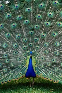 Peacock with tail spread Stock Photos