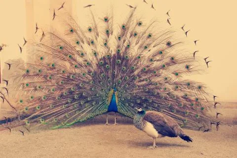 Peacock tail spread tail-feathers Stock Photos