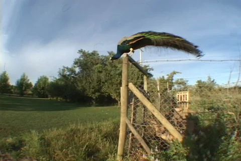 Peacock-Taking-Flight Stock Footage 634136