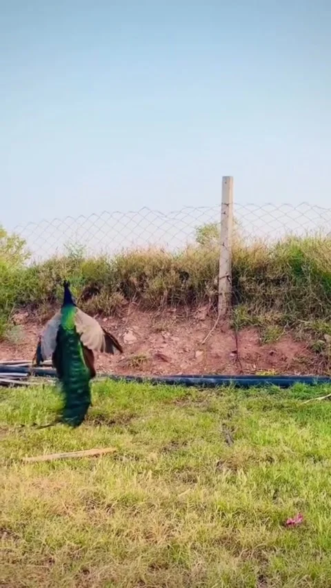 Peacock Taking Flight in a Lush Green Field Video stock 343115048