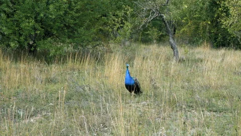 Peacock on the territory of the zoo. Stockbeeldmateriaal 99063406