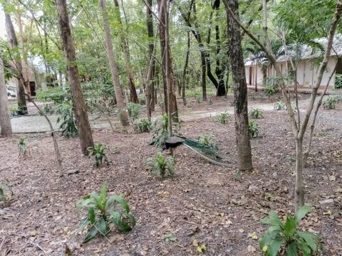 Peacock in a Thai temple Stock Photos