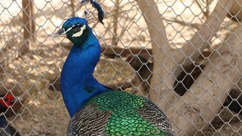 Peacock Tilt Down Movement Whole Body and Feathers Stock Footage 86627436