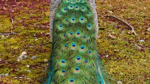 Peacock tilt from tail to head Stock Footage 139119318