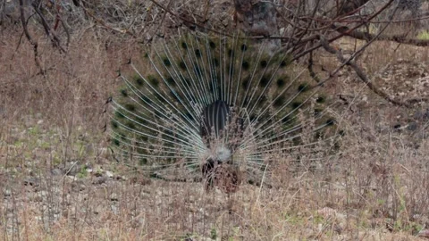 Peacock Train Bor Tiger Reserve Maharashtra India Video stock 130497460