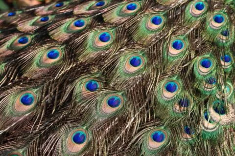 Peacock train feather Stock Photos