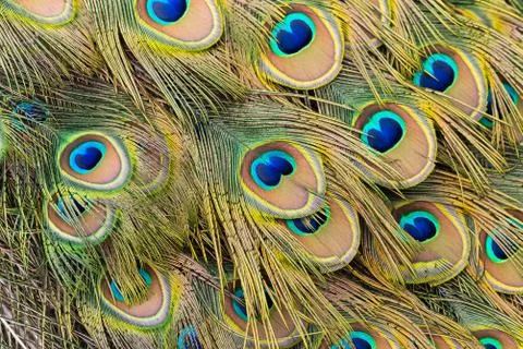 Peacock Train Feathers Stock Photos