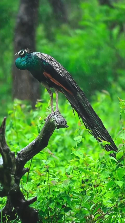 Peacock on a tree branch during the rain Stock Footage 319384104
