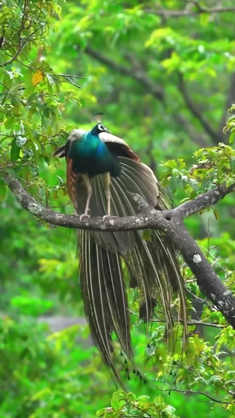 Peacock on a tree branch Stock Footage 319384070
