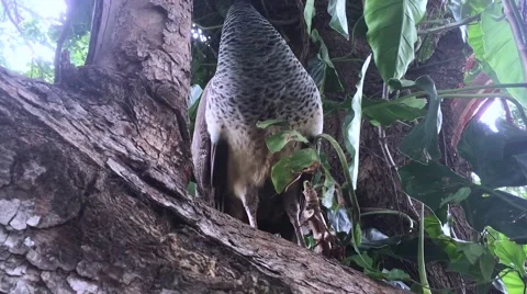 Peacock on a Tree 動画素材 68148309