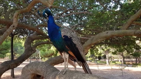 Peacock on a tree Stock Footage 201422828