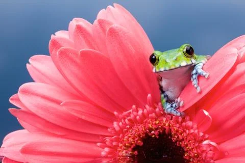 Peacock Tree Frog Stock Photos