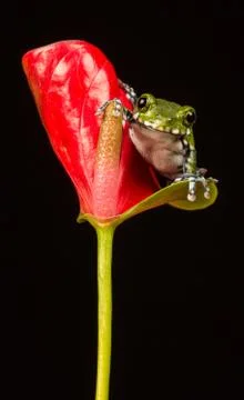 Peacock Tree Frog Stock Photos