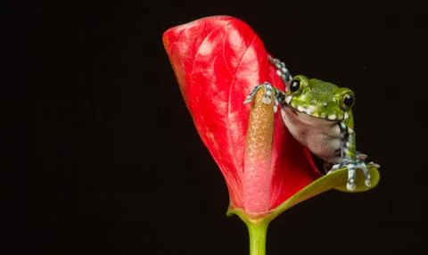 Peacock Tree Frog Stock Photos