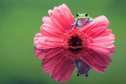 Peacock Tree Frog Stock Photos