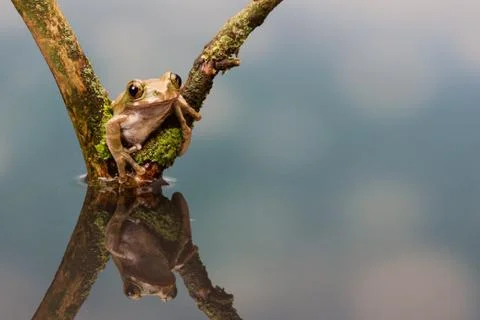 Peacock Tree Frog Stock Photos