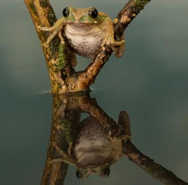 Peacock Tree Frog with reflection in water Stock Photos