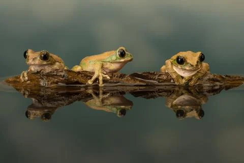 Peacock Tree Frogs 3 in a row on log Foto stock