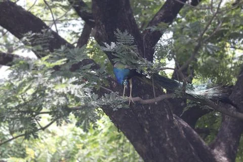 The peacock in the tree looks down Stock Photos