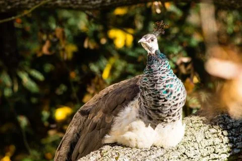 Peacock on the tree Stock Photos