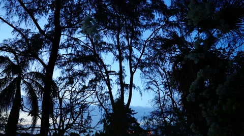 Peacock on tree in twilight sky. Stock Footage 65937310