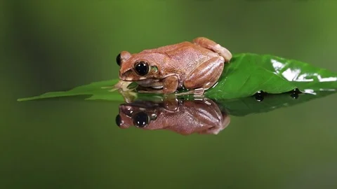 Peacock treefrog HD 動画素材 84388123