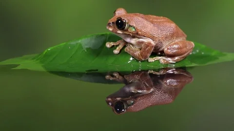Peacock treefrog2 HD 動画素材 84394652