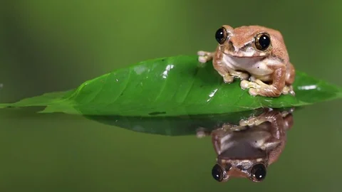 Peacock treefrog4 HD 動画素材 84395285