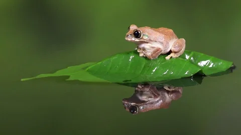 Peacock treefrog6 HD 動画素材 84395687