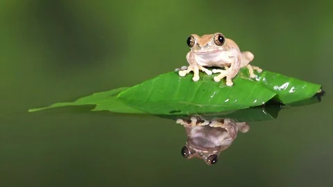 Peacock treefrog7 HD 動画素材 84395754