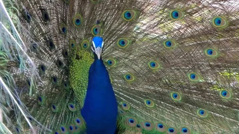 Peacock in tropical rain forest. Video stock 78108294