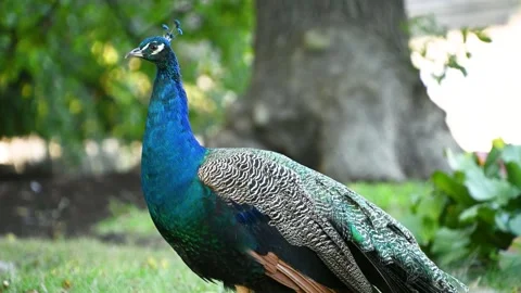 Peacock turning and walking on grassy park lawn near trees Stock Footage 331241701