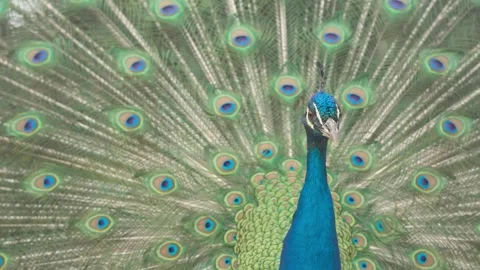 Peacock turning around and displaying its colorful tail feathers in a courts Stock Footage 339346684