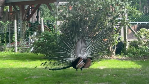 Peacock Turning to Display Full Feather Fan with Eye Spot Pattern Stock Footage 339941568