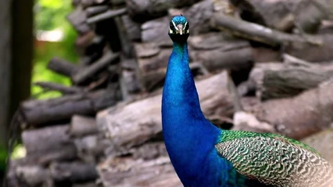 Peacock Turns to Look at Camera and Ruffles Feathers. Stock Footage 156527304